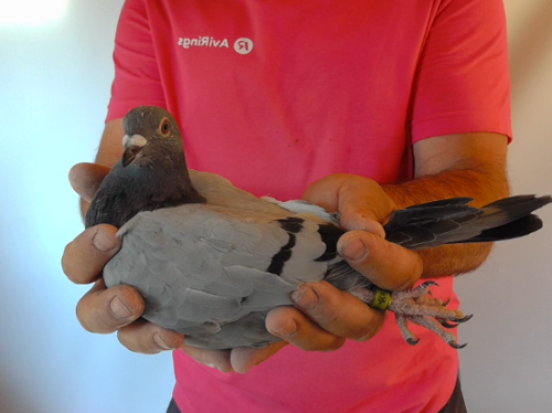 Pigeon image