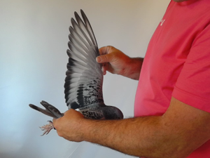 Pigeon image