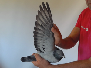 Pigeon image