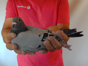 Pigeon image