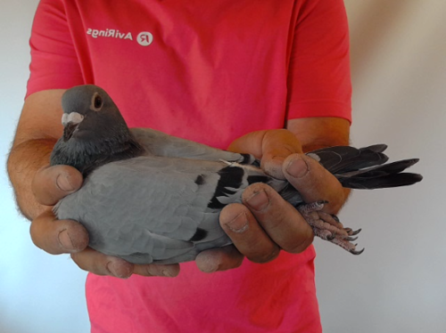 Pigeon image