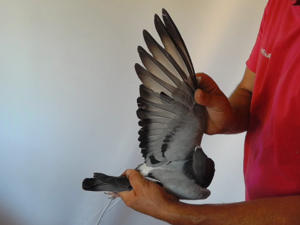 Pigeon image