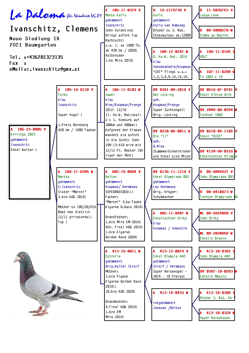 Pigeon pedigree image