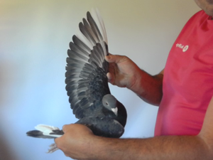 Pigeon image