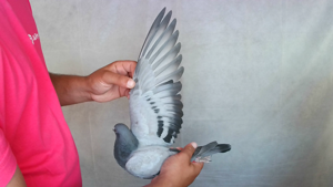 Pigeon image