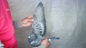 Pigeon image