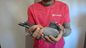 Pigeon image