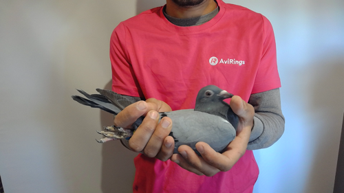 Pigeon image