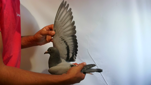 Pigeon image