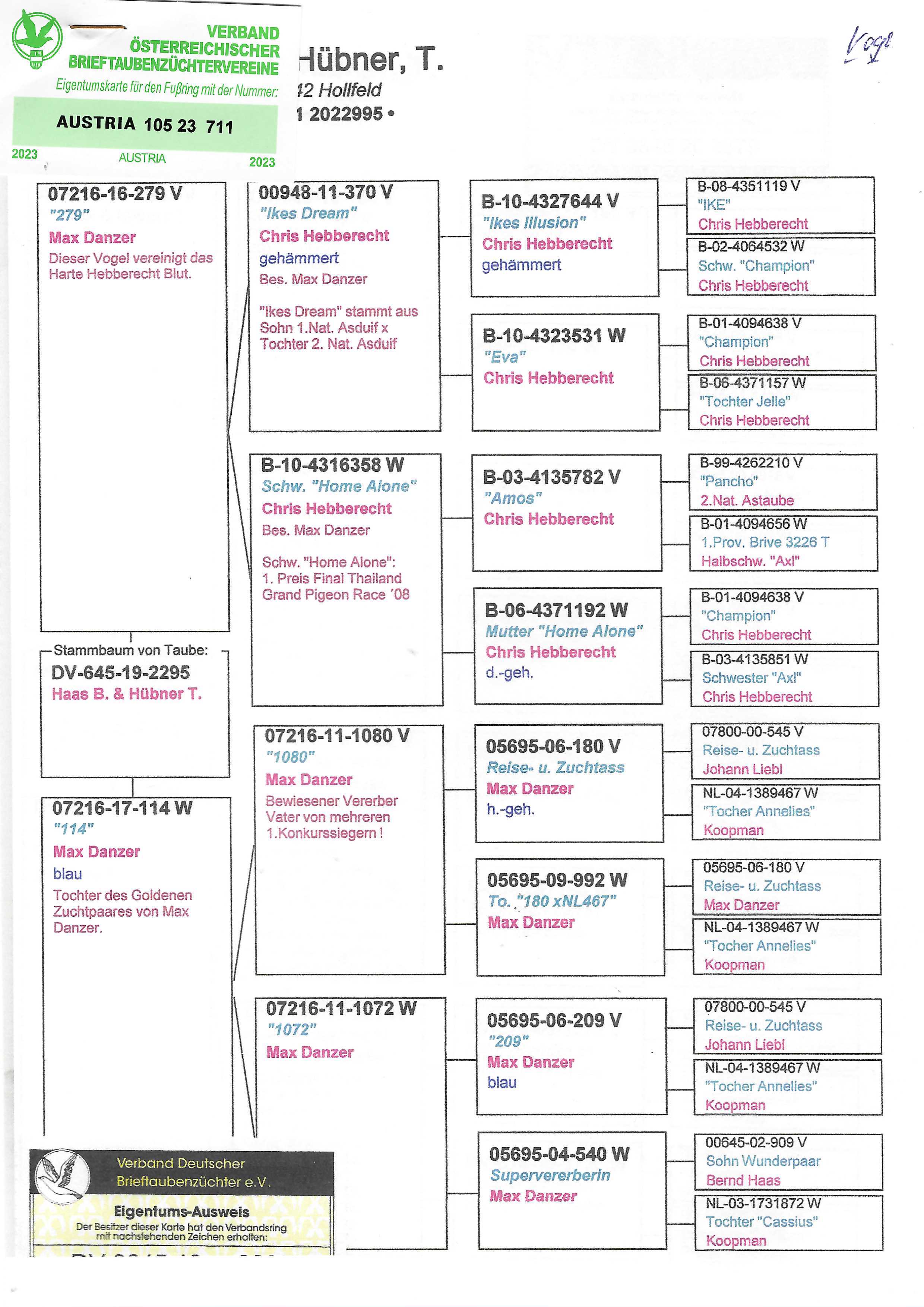 Pigeon pedigree image