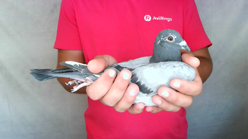 Pigeon image