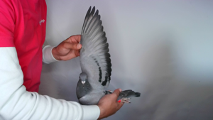 Pigeon image