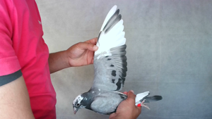 Pigeon image