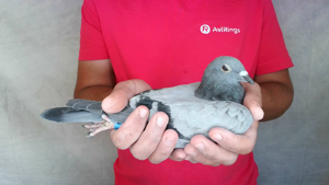 Pigeon image