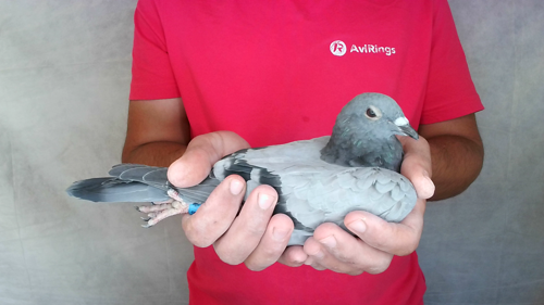 Pigeon image