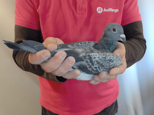 Pigeon image