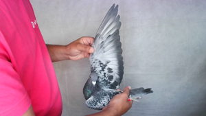 Pigeon image