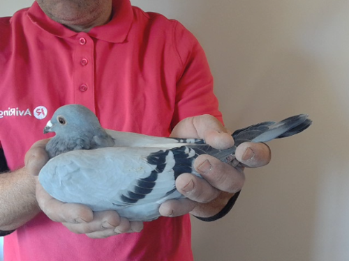 Pigeon image