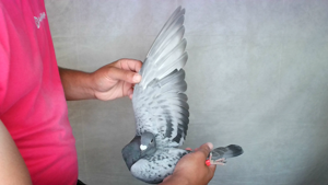 Pigeon image