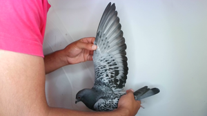 Pigeon image