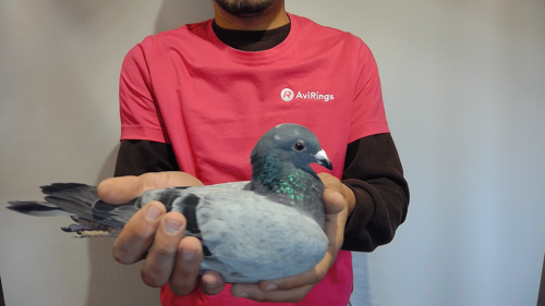 Pigeon image