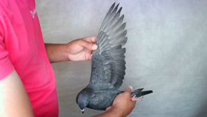 Pigeon image