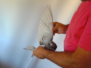 Pigeon image