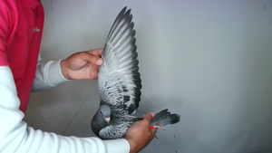 Pigeon image