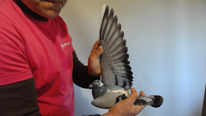 Pigeon image