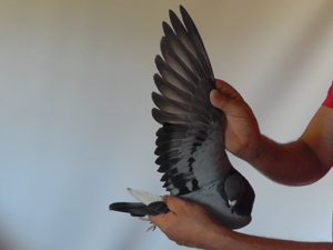 Pigeon image