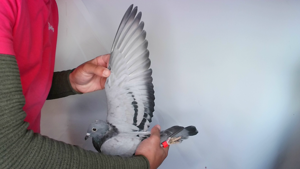 Pigeon image