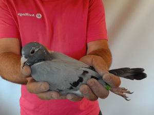 Pigeon image