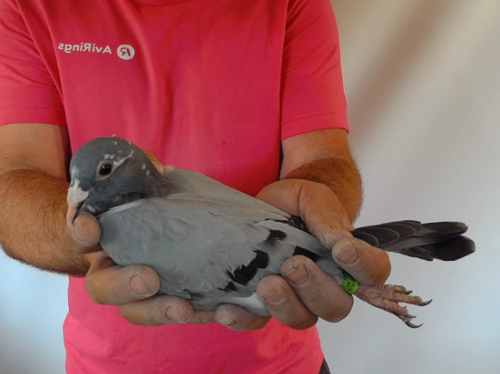 Pigeon image