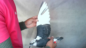 Pigeon image