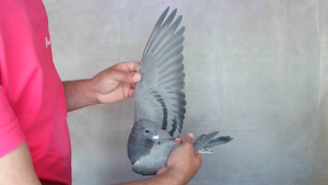 Pigeon image