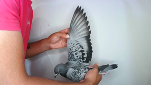 Pigeon image