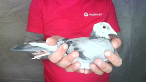 Pigeon image