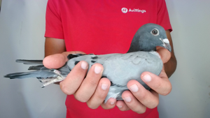 Pigeon image
