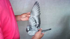 Pigeon image
