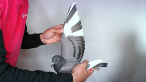 Pigeon image