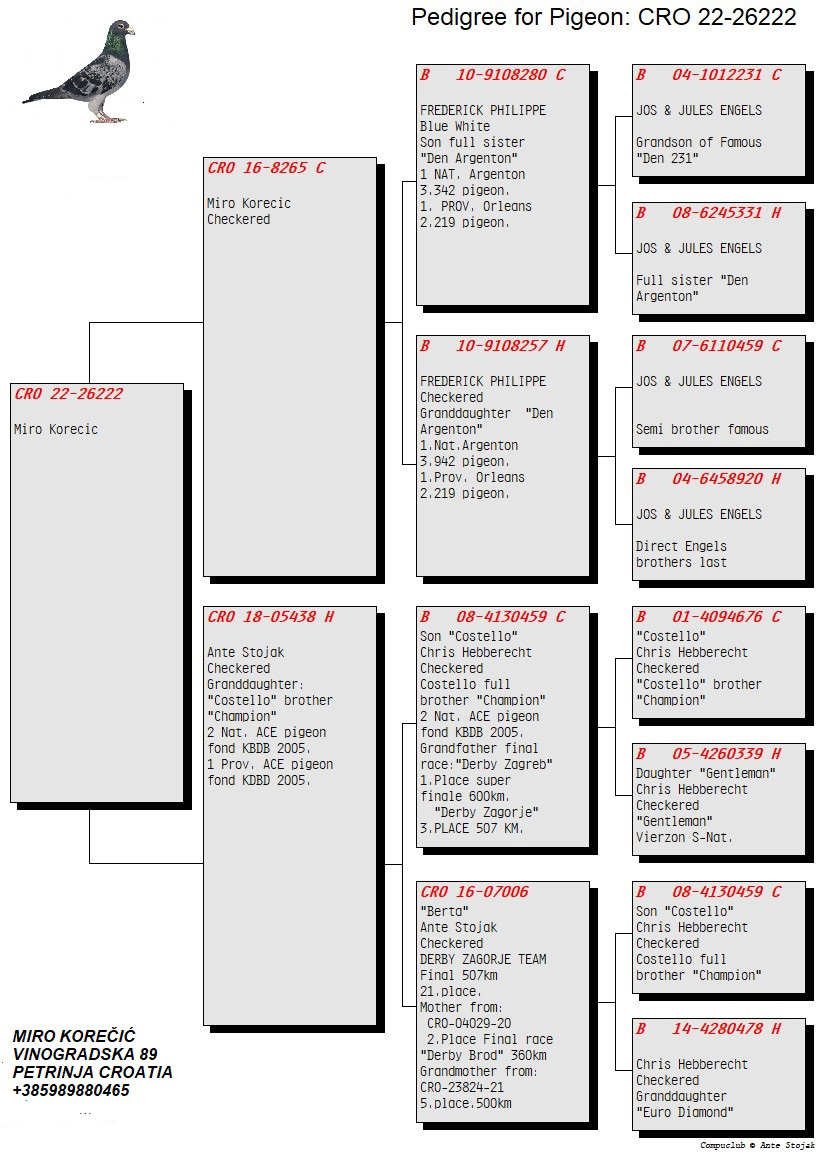 Pigeon pedigree image