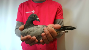 Pigeon image