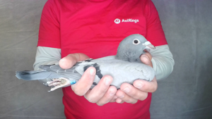 Pigeon image