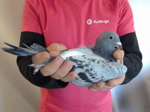 Pigeon image