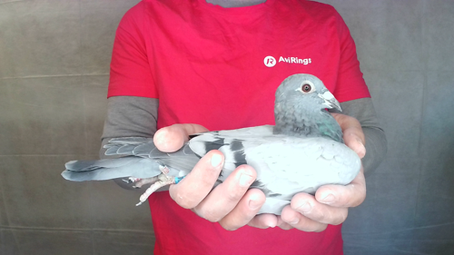Pigeon image