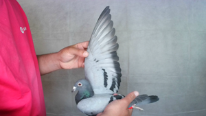 Pigeon image