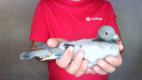Pigeon image
