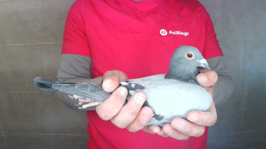 Pigeon image