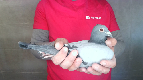 Pigeon image