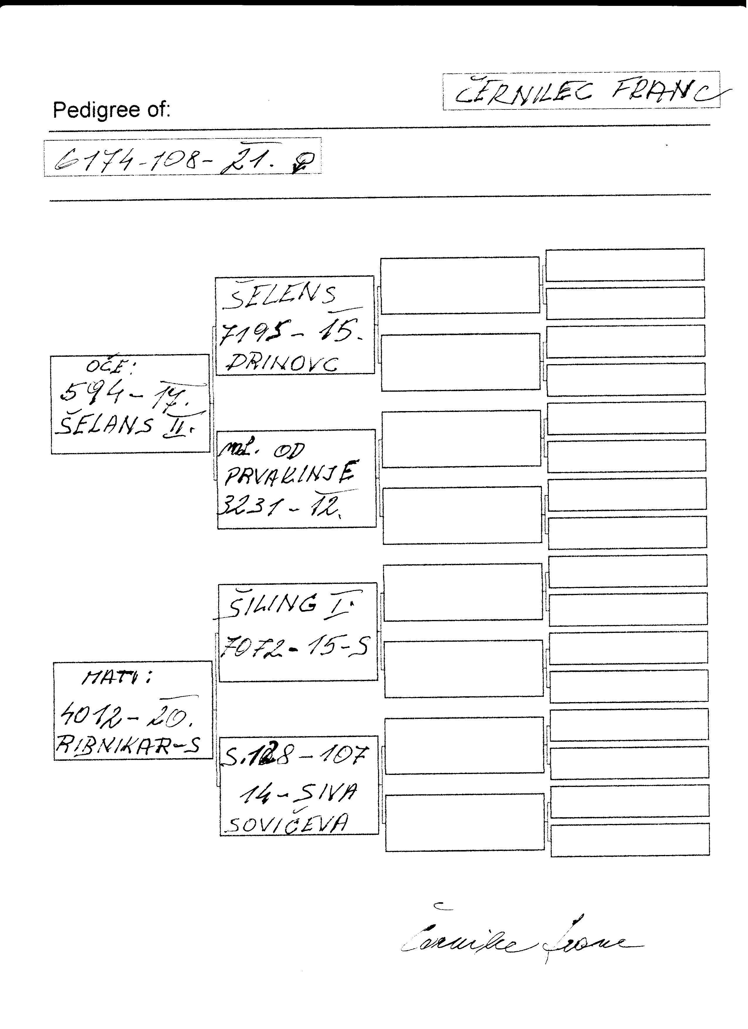 Pigeon pedigree image